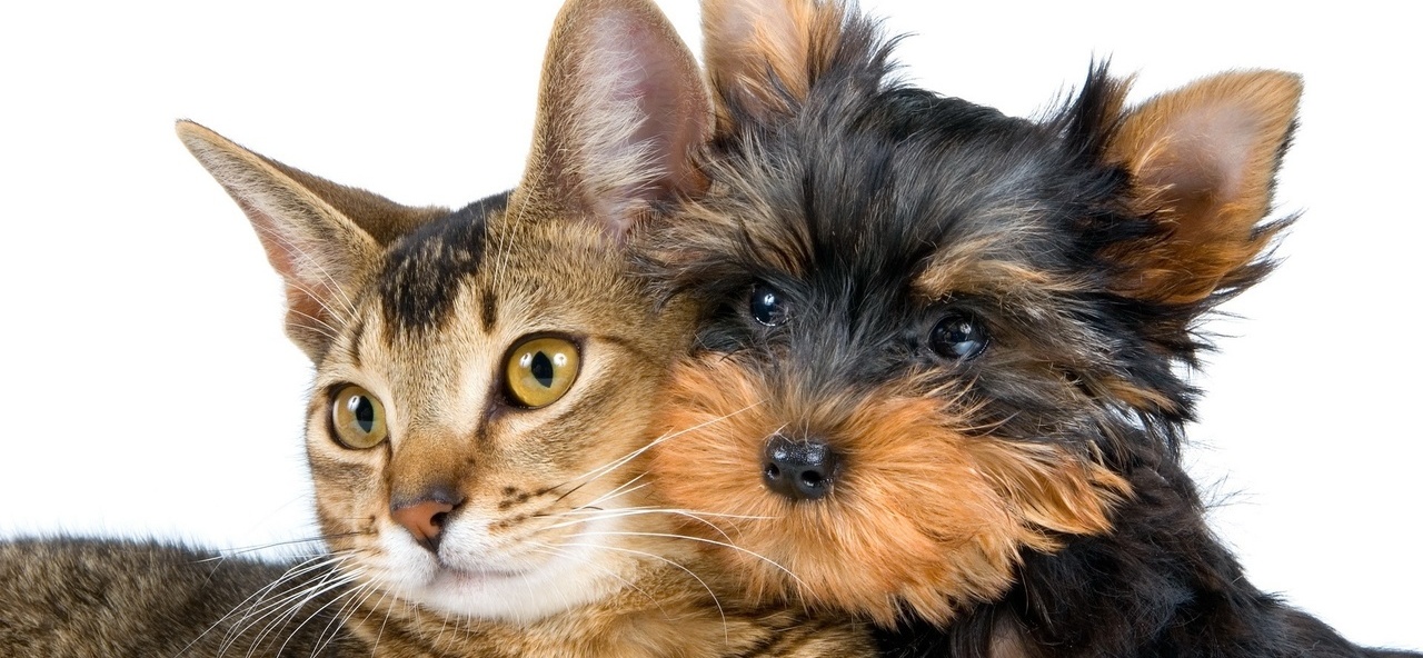 Доска объявлений о животных | ЗооТом - продажа, вязка и услуги для животных в Новоузенске