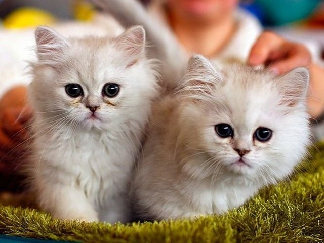 Породы кошек в Новоузенске | ЗооТом портал о животных