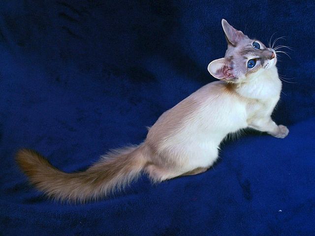 Выведенные породы кошек в Новоузенске | ЗооТом портал о животных