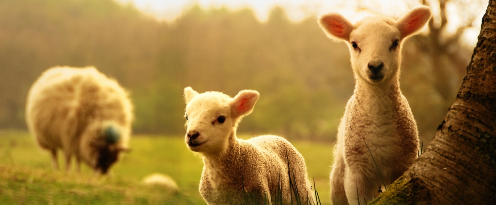 Объявления о сельскохозяйственных животных | ЗооТом - продажа, вязка и услуги для животных в Новоузенске