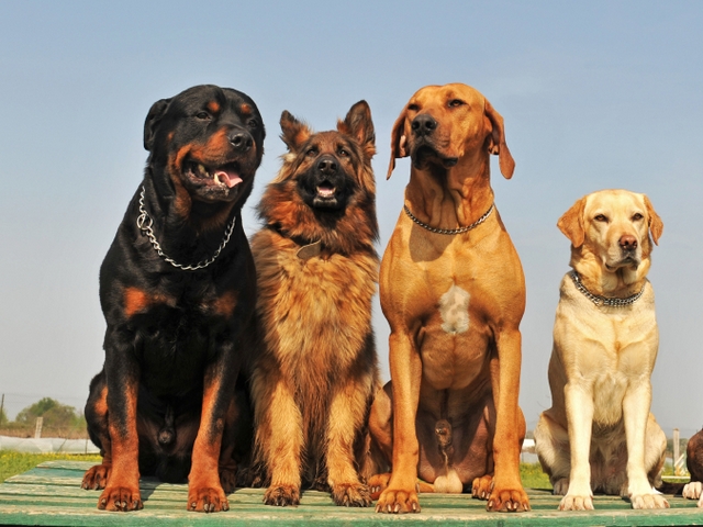 Крупные породы собак в Новоузенске | ЗооТом портал о животных