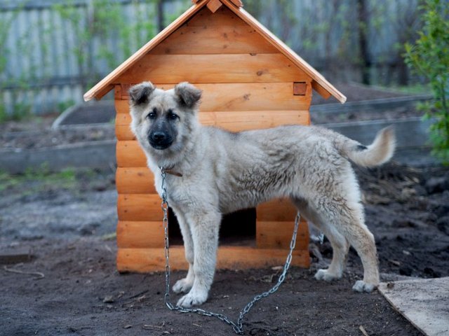 Все о собаках в Новоузенске